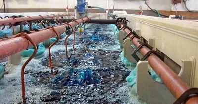 Beyond the Surface: The Science of Electrodeposition